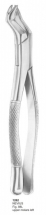  NEVIUS Fig. 88L upper molars left 